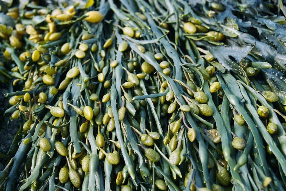 plante omega 3 - vegetabilsk omega 3 - omega 3 i tang