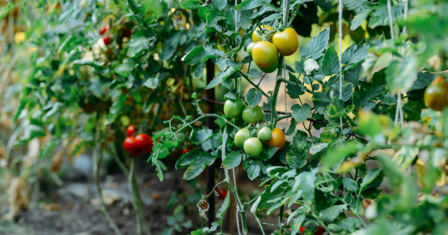 Urban gardening