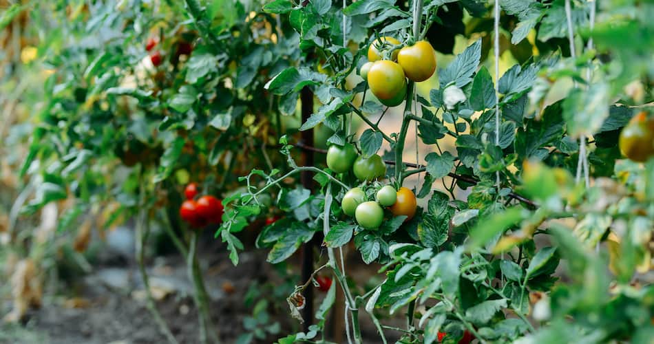 Urban gardening
