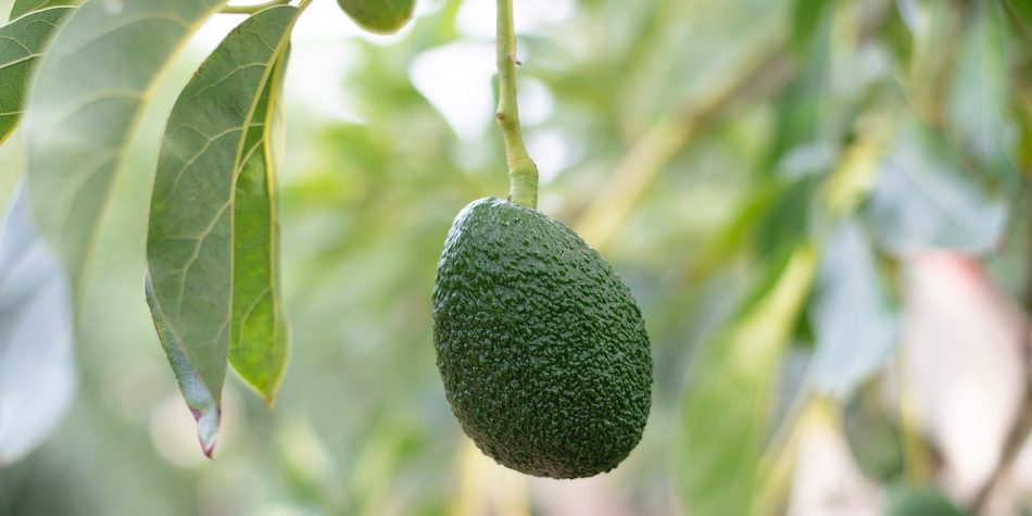 Avocado - det grønne vidunder